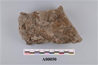 藏品(植物化石)的圖片